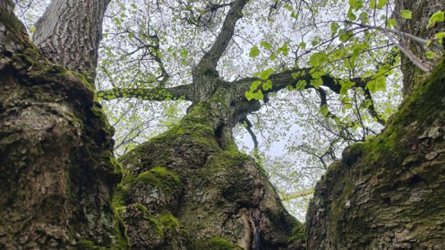 На Волині для лікування 350-річної липи запросили спеціаліста з Києва. ВІДЕО
