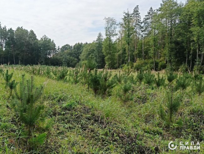 Десятки мільйонів з бюджету: як мама, свекруха і чоловік посадовиці доглядають волинські ліси