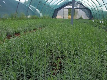 На Волині до наступного літа відкриють лавандове поле. ФОТО