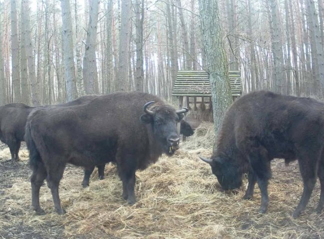 На Волині порахували зубрів. ФОТО