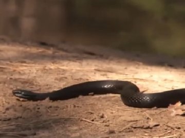 Волинські медики розповіли, що робити, коли вкусила змія. ВІДЕО