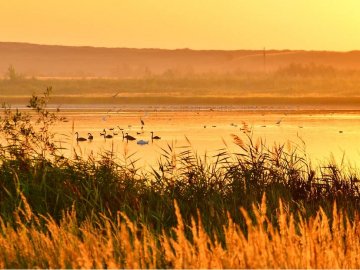 Волинян запрошують на орнітологічну екскурсію до Цуманської пущі