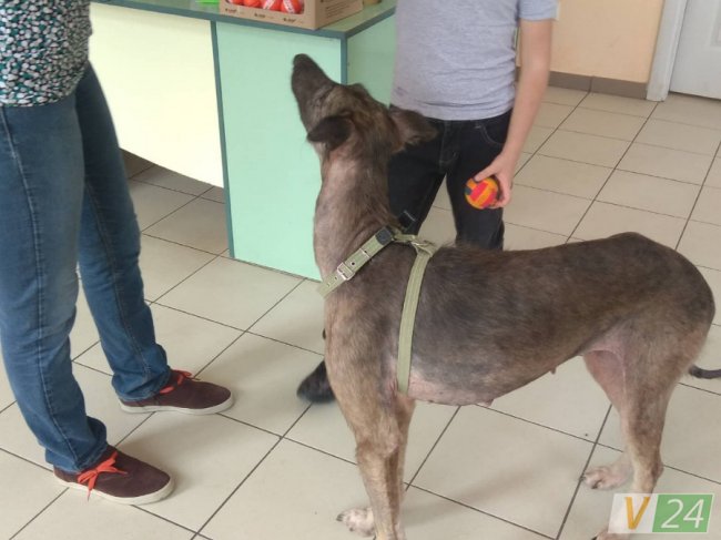 У якому стані перебуває собака Белла, яку на вулиці знайшли виснаженою. ФОТО