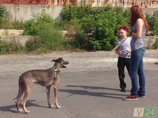 У якому стані перебуває собака Белла, яку на вулиці знайшли виснаженою. ФОТО