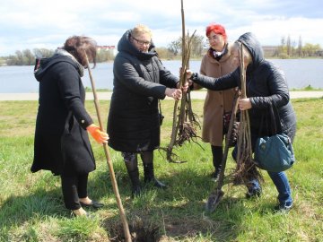 У Ковелі висадили рідкісні павловнії. ФОТО