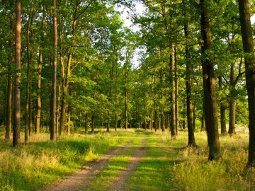 Де на Волині заборонено ходити в ліс та збирати гриби і ягоди