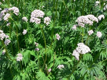 На Волині вирощуватимуть валеріану