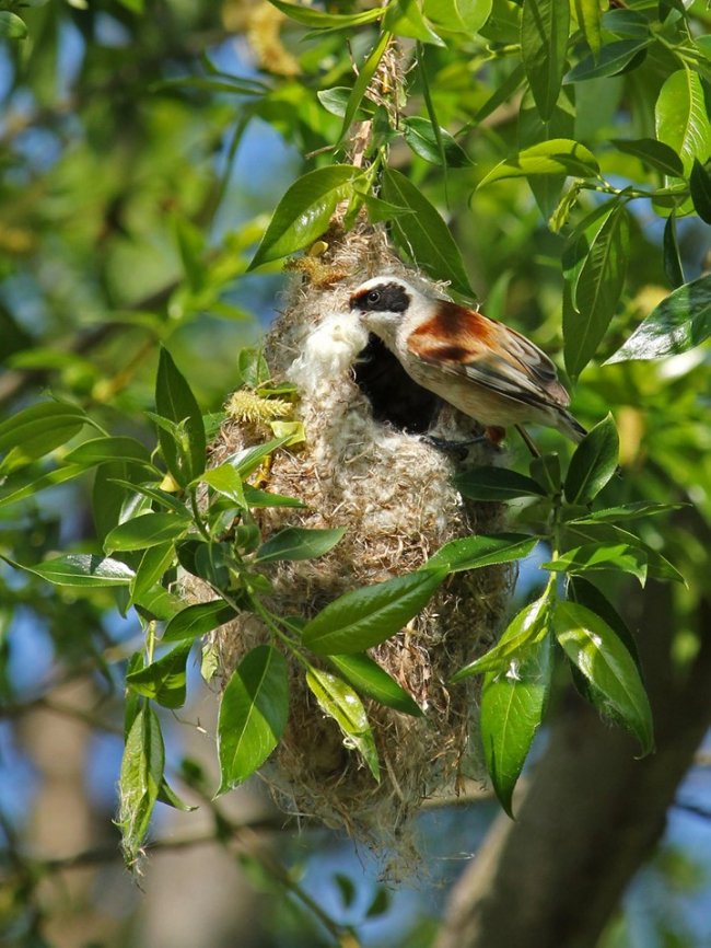 В унікальному селі на Волині зазнімкували птаха, який в’є гніздо у формі рукавички. ФОТО