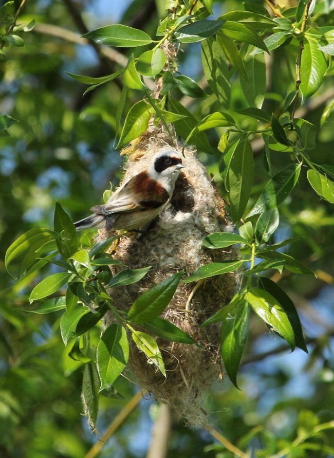 В унікальному селі на Волині зазнімкували птаха, який в’є гніздо у формі рукавички. ФОТО