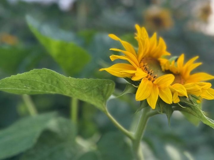 Зниження температури та дощі з грозами: погода на Волині у перший тиждень серпня
