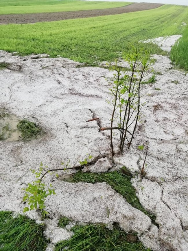 Врожаю не буде: на Ковельщині град побив сотні гектарів поля. ФОТО