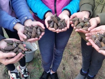 Щоб згодом виріс густий ліс: волинські школярі зібрали пів тонни шишок
