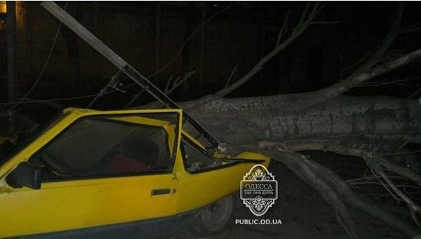 Вітер в Одесі валив дерева на машини. ФОТО