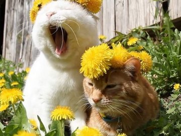 Погода в Луцьку та Волинській області на неділю, 3 травня