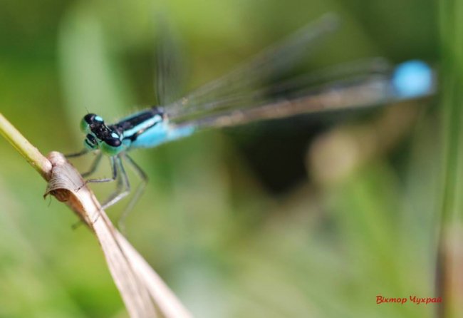 Краса і спокій: шацькі фотозамальовки