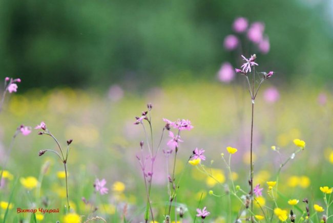 Краса і спокій: шацькі фотозамальовки