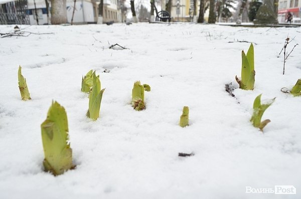 Луцьк засипає снігом. ФОТО