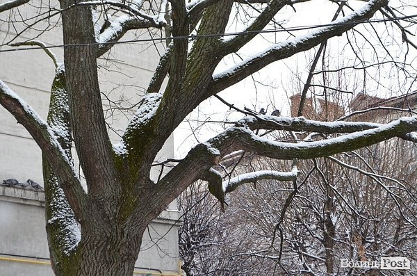Луцьк засипає снігом. ФОТО