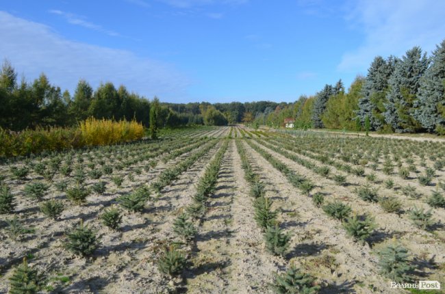 Поляків вражає робота волинських селекційних розсадників