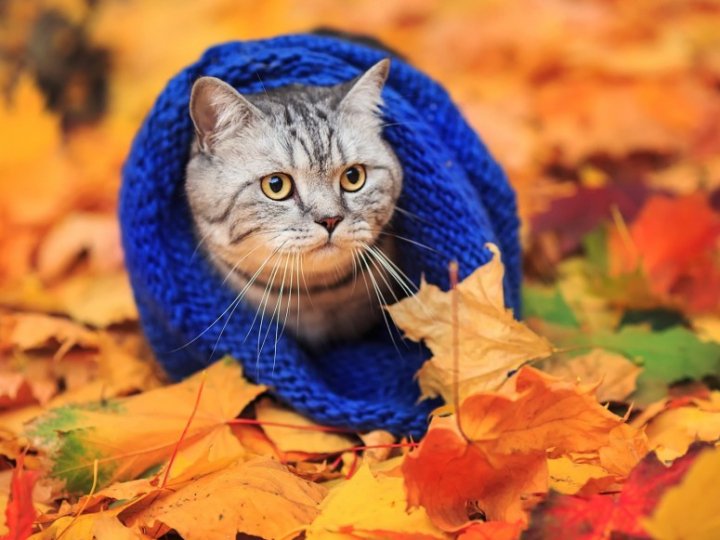 Якою буде погода у Луцьку та на Волині у неділю, 26 жовтня