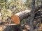 Судитимуть волинянина, який зрубав 12 дерев на території лісового господарства 