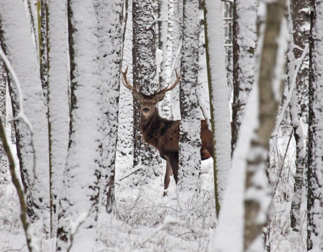 Показали, як зимують мешканці нацпарку «Цуманська пуща». ФОТО