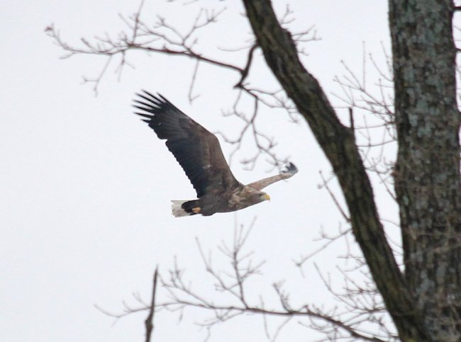 Показали, як зимують мешканці нацпарку «Цуманська пуща». ФОТО