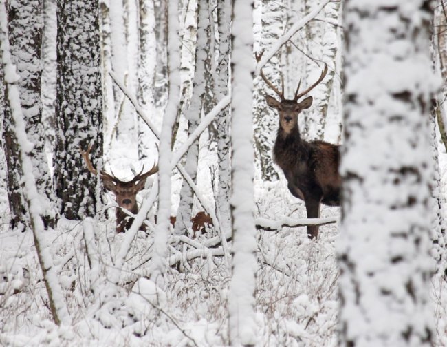 Показали, як зимують мешканці нацпарку «Цуманська пуща». ФОТО