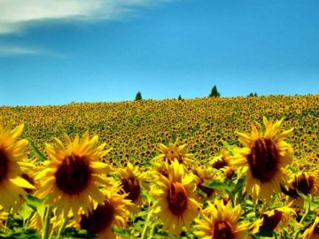 Якою буде погода на Волині завтра, 29 липня