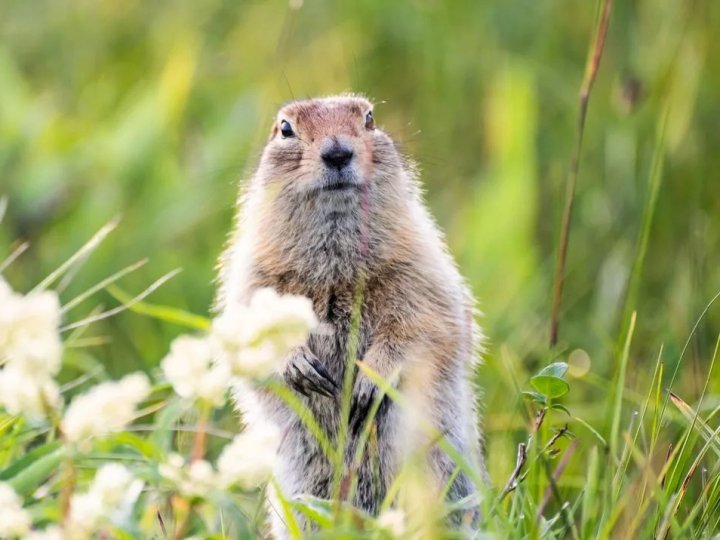 День бабака 2026 в Україні: дата, історія та традиції свята – все, що потрібно знати