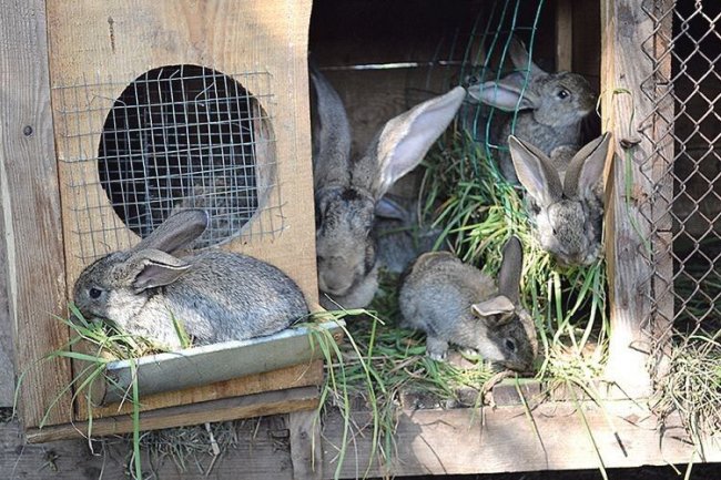 Фландри та французькі барани: як волинянин розводить рідкісні породи кролів