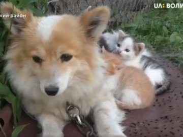 Материнський інстинкт: у селі на Волині собака вигодовує кошенят. ВІДЕО