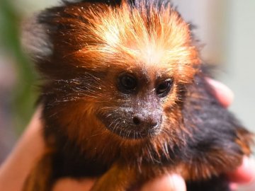 У Луцькому зоопарку з'явився новий мешканець – левовий тамарин. ФОТО