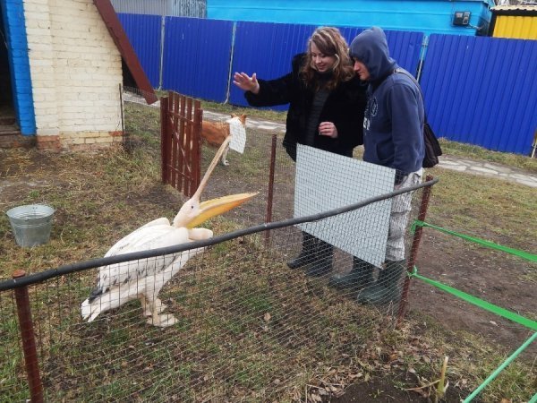 Леву із Луцького зоопарку викликали ветеринара з Києва. ФОТО