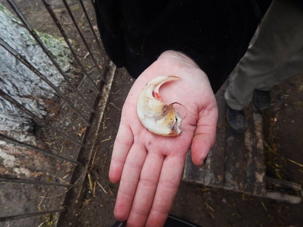 Леву із Луцького зоопарку викликали ветеринара з Києва. ФОТО