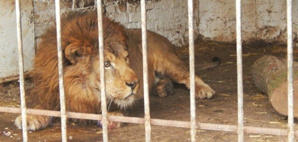 Леву із Луцького зоопарку викликали ветеринара з Києва. ФОТО