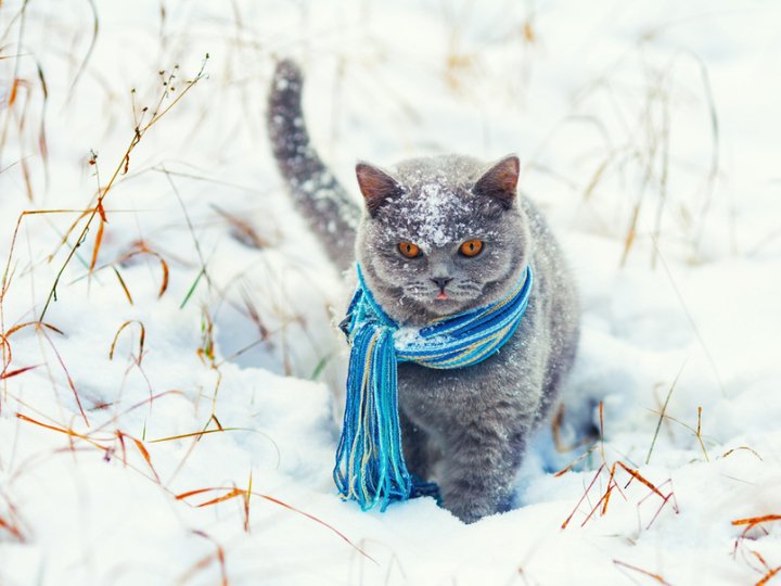 Якою буде погода у Луцьку та на Волині завтра, 21 грудня