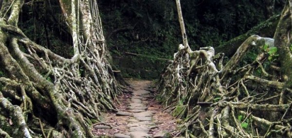 Чергове диво природи: живі мости з коренів дерев. ФОТО