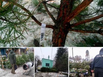 На Волині розпочали «полювання» на нелегальних продавців ялинок