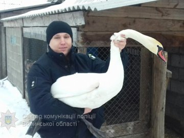 Волинські поліцейські врятували лебедя