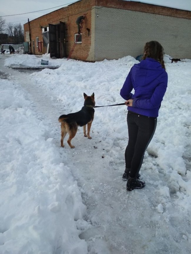 Собаки мають теплі лежаки: на КП «Ласка» пройшов День волонтера. ФОТО