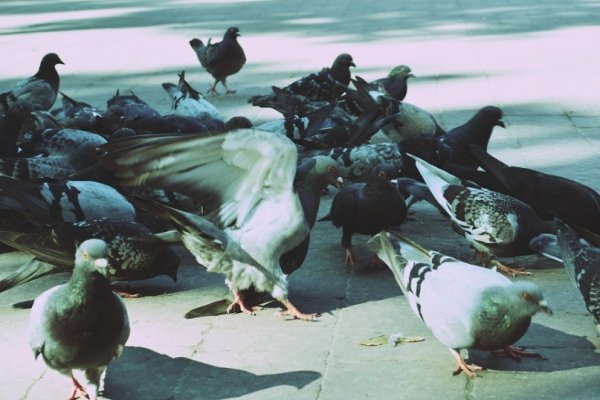 Фотовиставка Ольги Кошелєвої