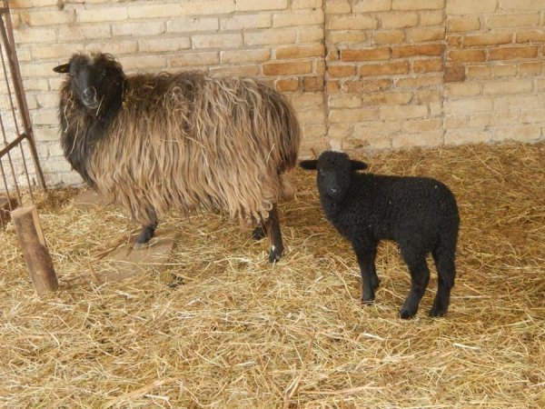 У луцькому зоопарку - поповнення. ФОТО