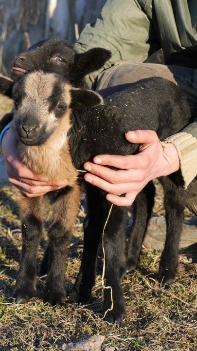 У луцькому зоопарку - поповнення. ФОТО