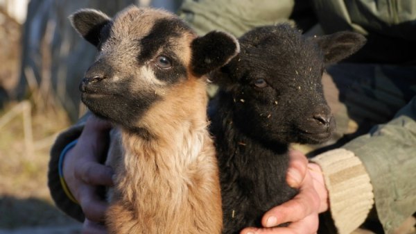 У луцькому зоопарку - поповнення. ФОТО