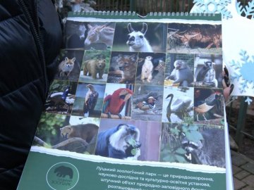 Цар звірів на головній обкладинці: Луцький зоопарк випустив календар на 2024 рік