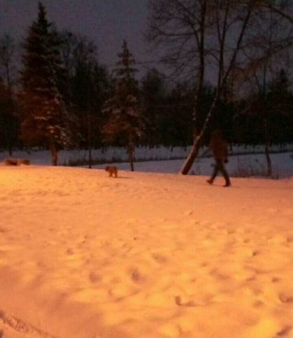 Муніципали полювали на лучан, які не прибирають за собаками