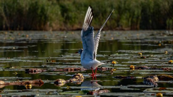 На Шацьких озерах росте найстаріша рослина планети. ФОТО