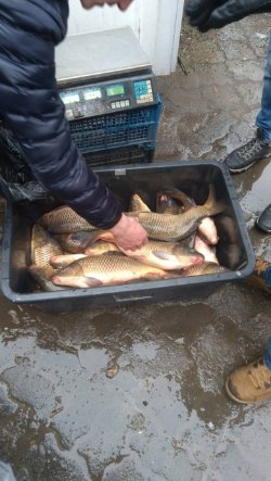 За тиждень на Волині вилучили майже 50 кілограмів незаконно виловленої риби. ФОТО