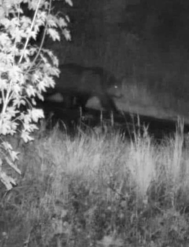 Бігають ухилянти і ведмідь: прикордонники закликають утриматися від незаконного перетину кордону